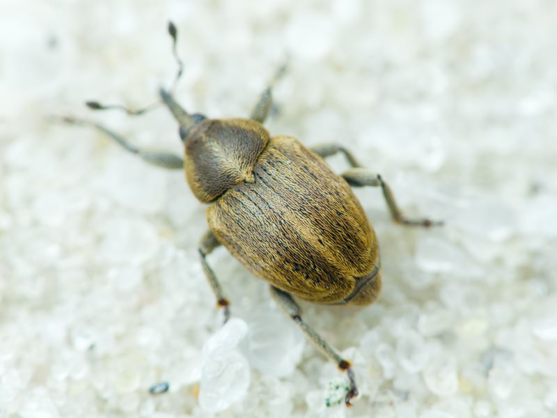 Sibinia pellucens (Scopoli, 1772)